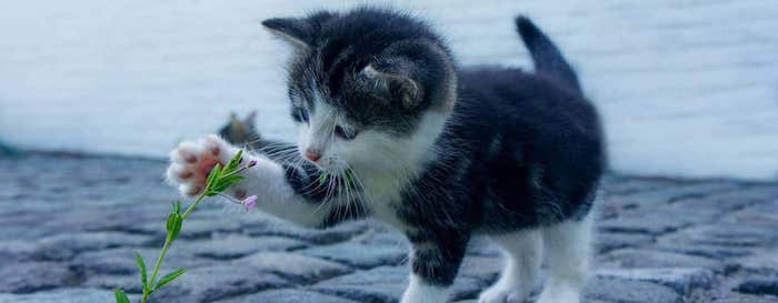 Kitten playing on Cat Bed