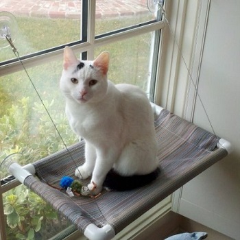The 10 Best Cat Window Perches And Beds Of 2021 Loves - Diy Pvc Cat Window Perch