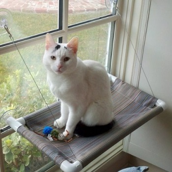 The 10 Best Cat Window Perches And Beds Of 2021 Cat Loves Best