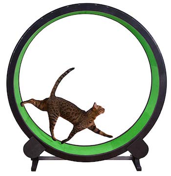 One Fast Cat Exercise Wheel