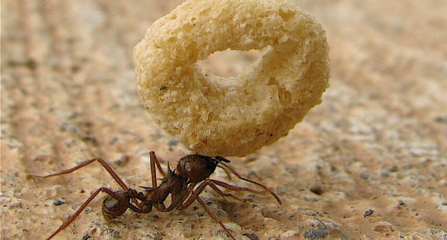 How to keep ants out of cat food bowl