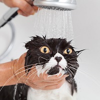 Bathe a cat