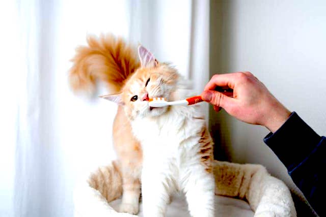 Baby toothbrush for cats Clearance