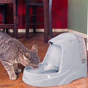 The 10 Best Cat Water Fountains in 2022 - Cat Loves Best