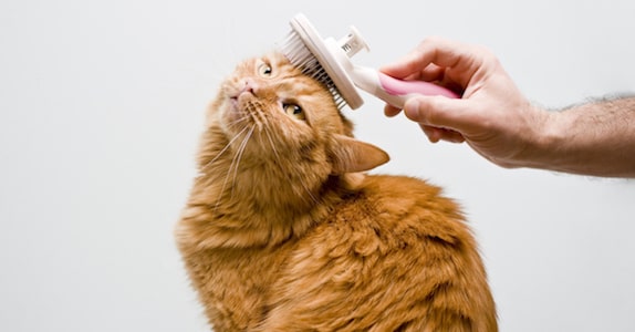 Cat Brushing Fur