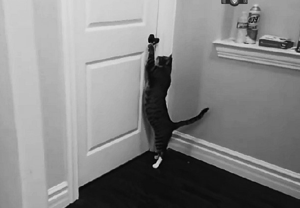 Cat Escaping from door