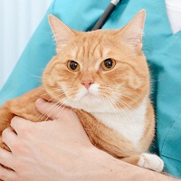 veterinarian examining a cat