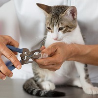 Cutting cat nails