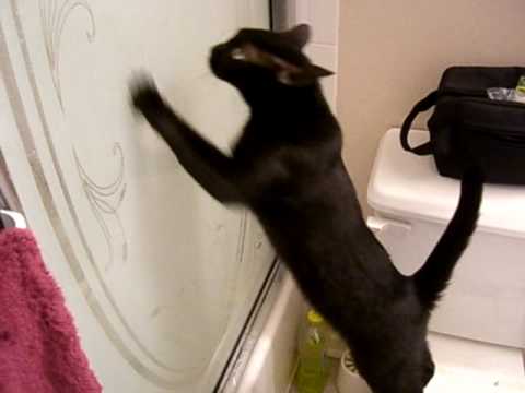Cat scratching at door