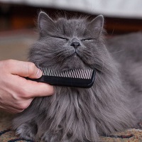 Combing cat hairs