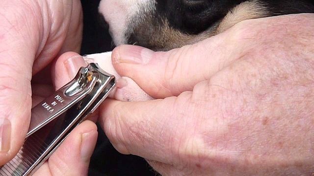 Cut cat nails with human nail clippers