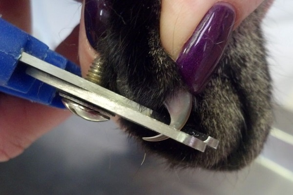 How to trim cat nails and claws
