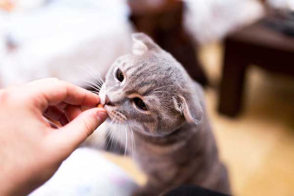 Give Cat Treats