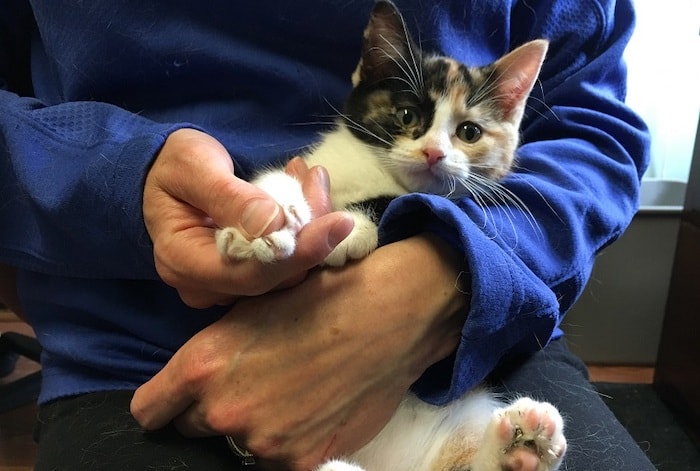 How Do I Trim My Kitten s Nails For Beginner Cat Loves Best