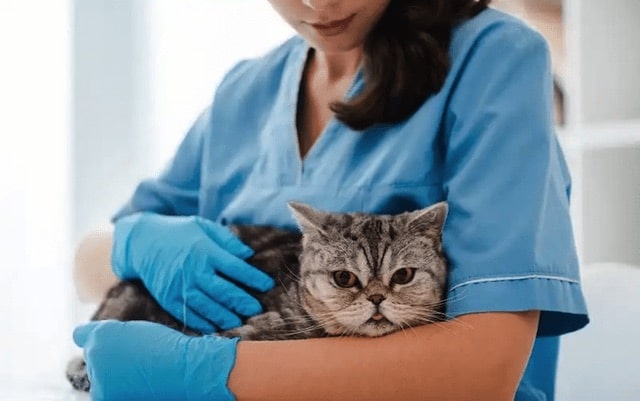 Short Article Reveals The Undeniable Facts About Puppy And How It Can Affect You