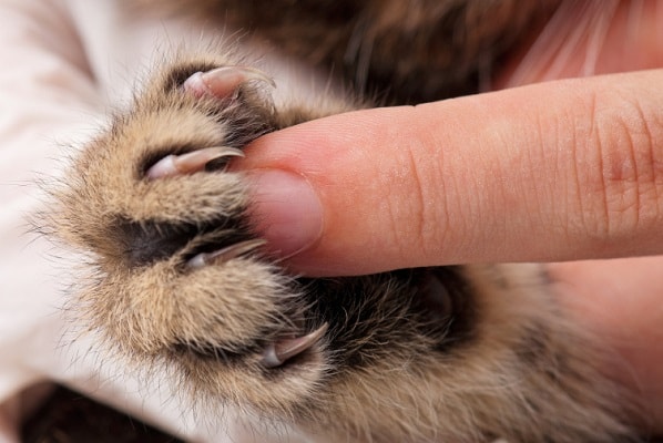 How do i trim my kittens claws