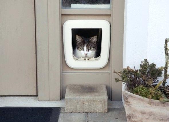 Prop open a cat door