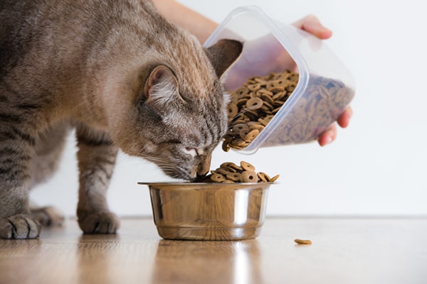 How to keep ants out of cat food bowl