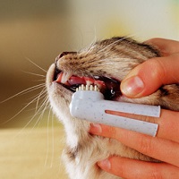 brush cat teeth