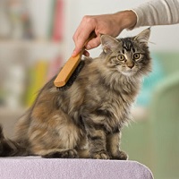 brushing-longhaired-cat