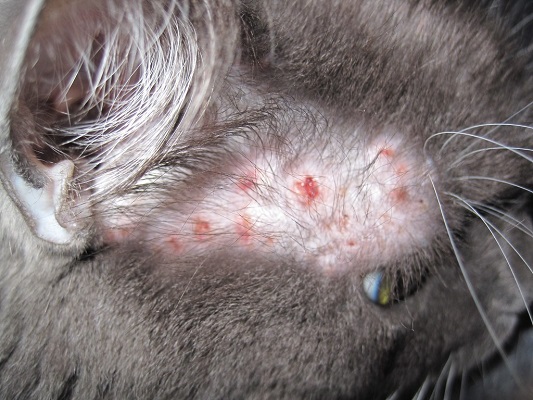 scabs on bald spots in cats