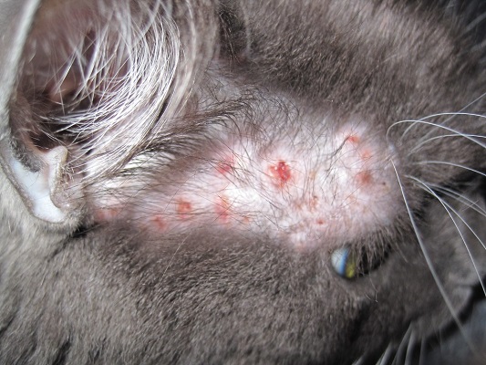 Bumps On Cat Skin