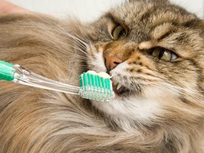 Cat Brushing Teeth