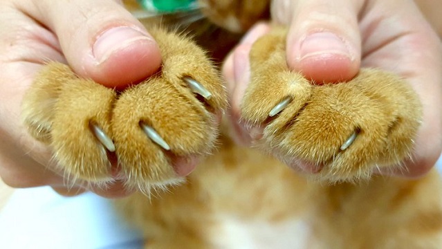 how to trim cat claws