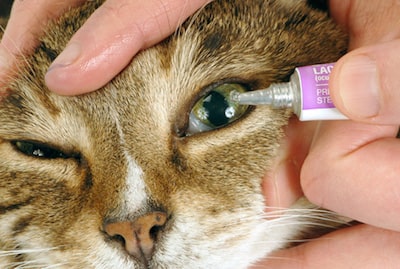 Cat Eye Drops