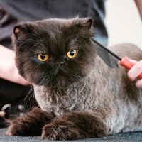 professional cat groomer