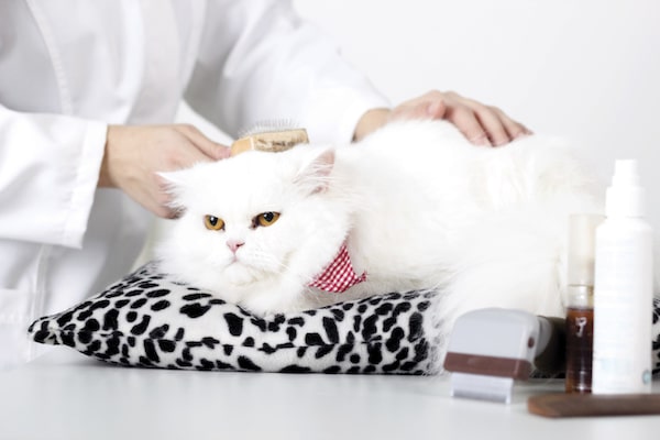 best cat grooming tools for matted fur