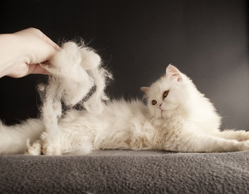 how to stop cat hair shedding