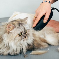 cat hair trimming
