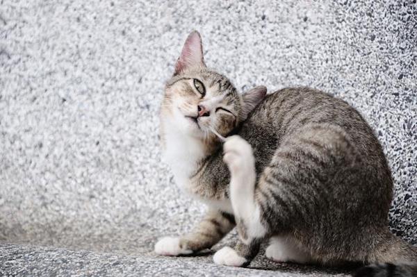 Cat shaking his head