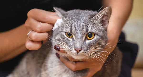 how to clean cat's ears