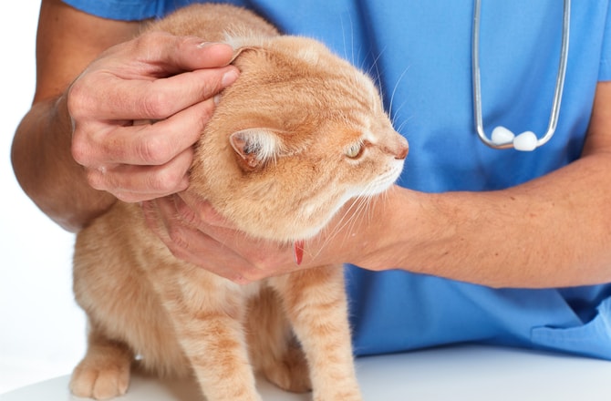 Treating a Cat with Ear Mites