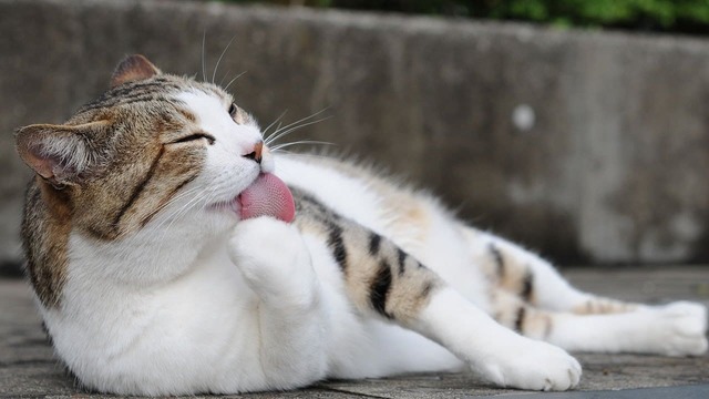  Comment arrêter le toilettage excessif du chat