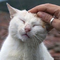 Touching a cat