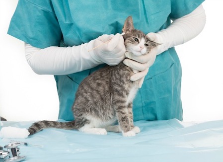 vet treating cat's ear mites