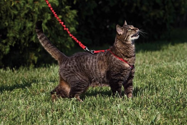 Cat Walking With Harness