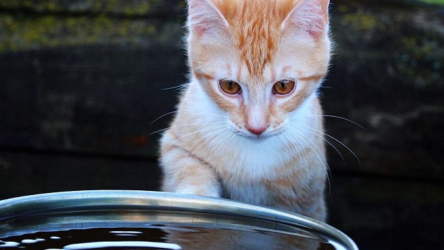 Cat not drinking water