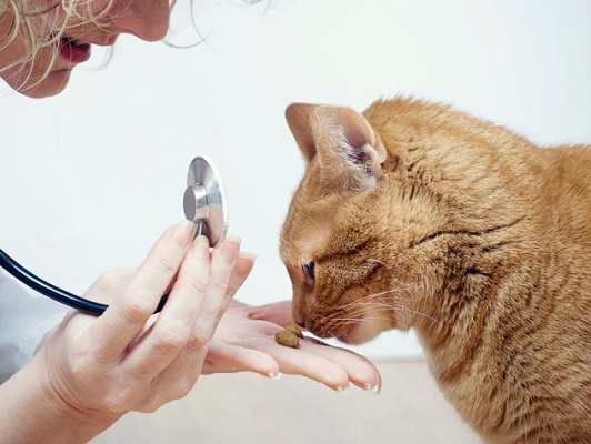 Vet feeding a cat