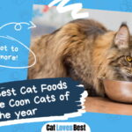 Best Cat Foods For Maine Coon Cats