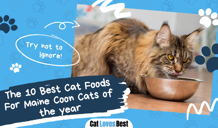 Best Cat Foods For Maine Coon Cats