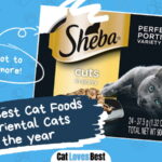 Best Cat Foods for Oriental Cats