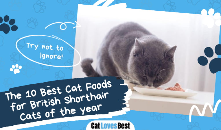 Cat Foods for British Shorthair Cats