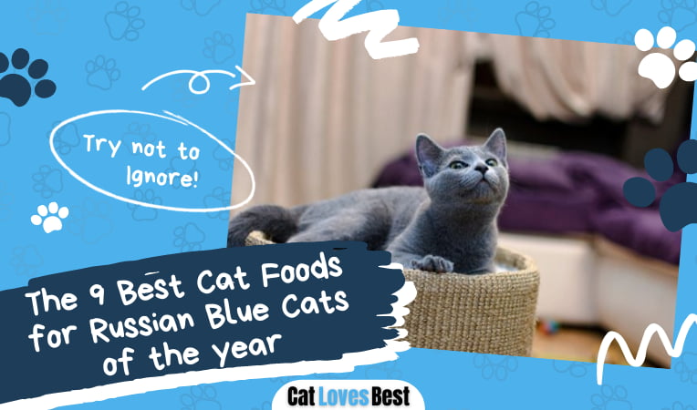 Best Cat Foods for Russian Blue Cats