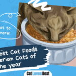 Best Cat Foods for Siberian Cats