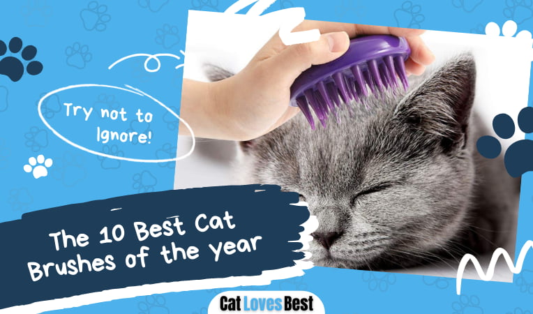 Best Cat Brush