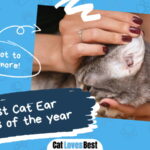 Best Cat Ear Cleaners